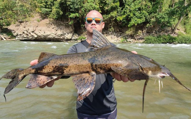 Loài cá là đặc sản tiến vua có giá 600.000 đồng/kg vẫn có người tranh mua