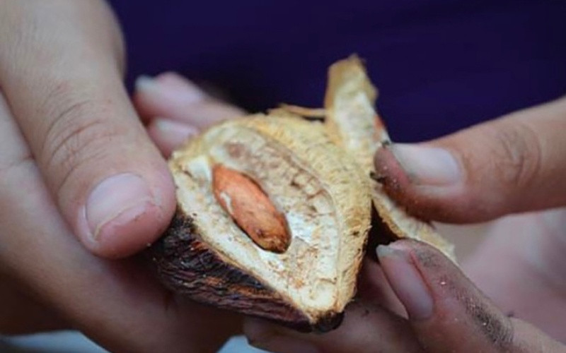 alt text: Hình ảnh cây bàng Côn Đảo