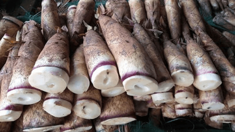 alt text: Măng rừng Tam Đảo, loại măng đặc sản với hương vị thơm ngon, ngọt dịu, thường được thu hoạch vào tháng 8 và tháng 10.