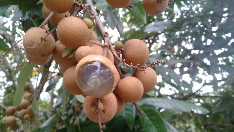 alt text: Nhãn da bò Thanh Lương, Bình Phước - Trái cây tươi ngon, ngọt lịm