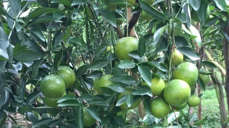 alt text: Quýt đường Tân Thành, Bình Phước - Vị ngọt thanh mát, giải nhiệt mùa hè