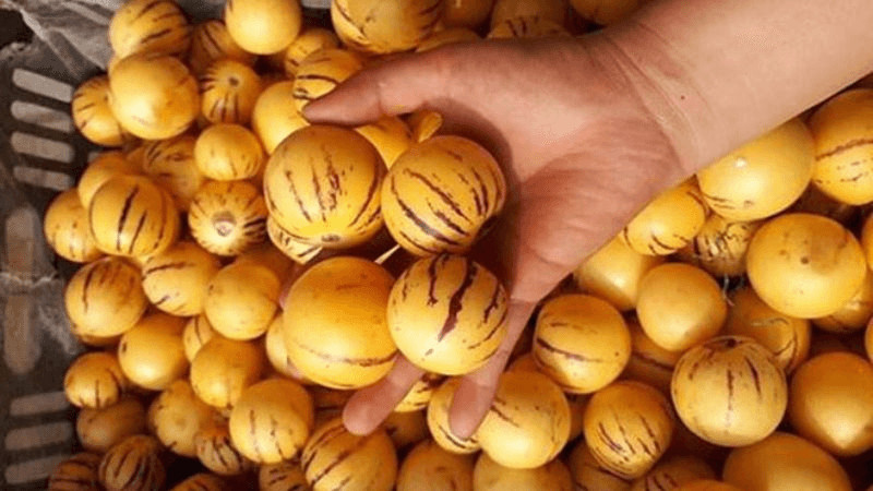 alt text: Sâm sữa Tam Đảo, loại quả độc đáo với vị ngọt thanh mát, mọng nước, thơm ngon, chỉ cần bóc vỏ là có thể thưởng thức.