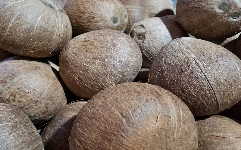 alt="Quả dừa được chọn để làm rượu phải tròn đều, dày cơm"