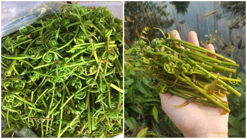 alt=Rau choại mọc hoang dại ở miền Tây