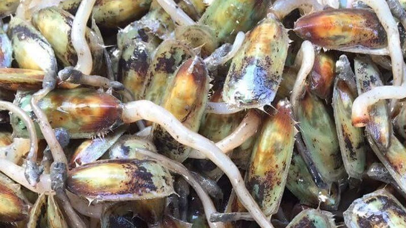 Bánh ống lá dứa