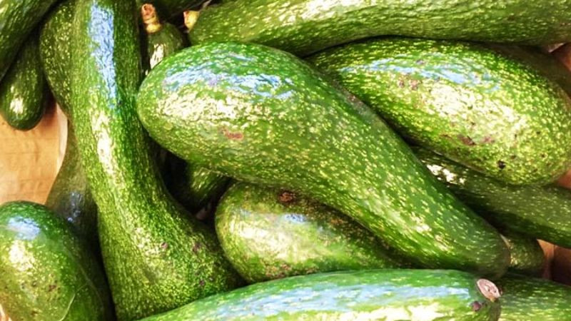 Bơ sáp Đắk Nông