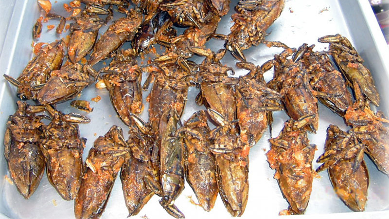 Cà cuống chiên giòn