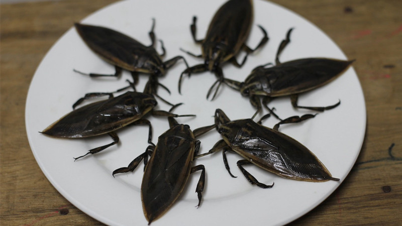 Cà cuống có nhiều tác dụng đối với sức khỏe