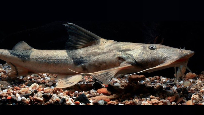 Cá ké đã được chế biến