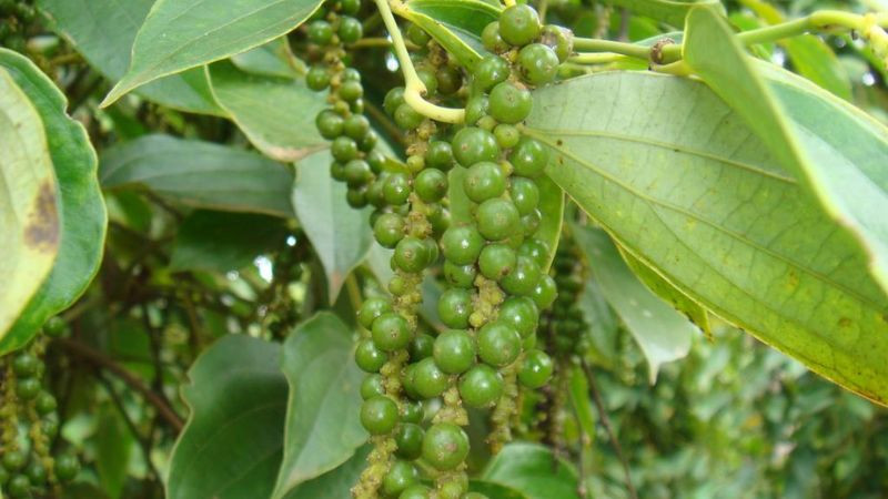 Cà phê Đắk Nông