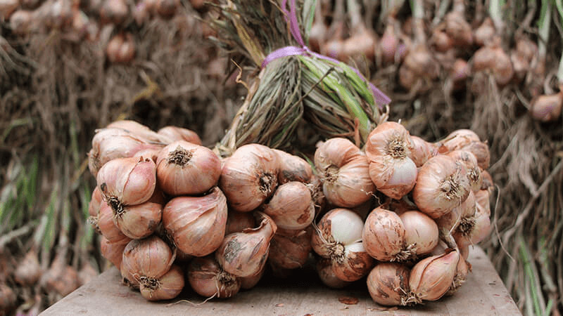 Hành tỏi Kinh Môn
