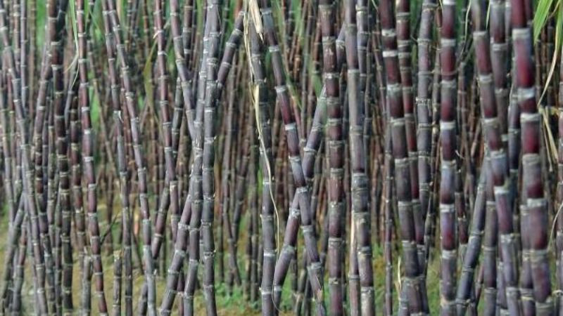 Mía tím Hòa Bình