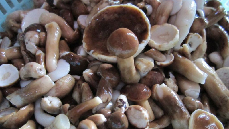 Kiên Giang có đặc sản gì? 15 đặc sản Kiên Giang mua làm quà