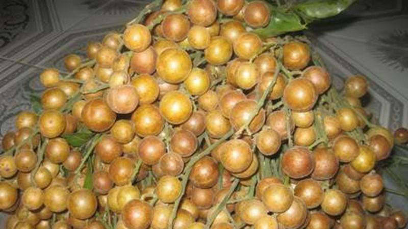 Quất hồng bì Kỳ Sơn