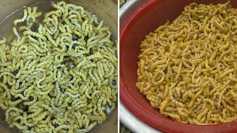 Loài đặc sản Tây Bắc khiến nhiều người giật mình, không phải ai cũng dám thử