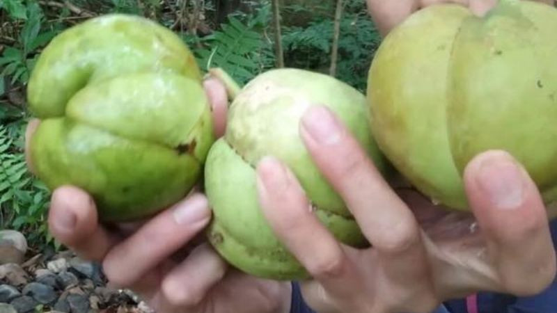 Thưởng thức trái sổ trong các món ăn độc đáo của Tây Bắc