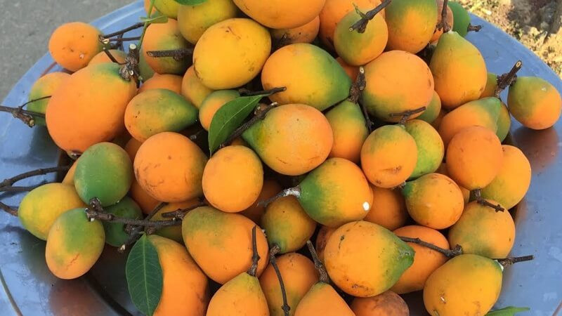 Trái gùi được bày bán